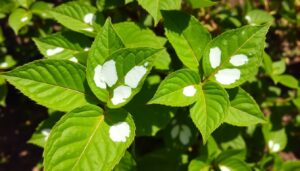 Jasmine Plant Diseases Images: Spot and Treat Problems Fast