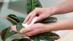 How to Care for a Gardenia Plant: Tips for Lush Blooms and Fragrant Beauty